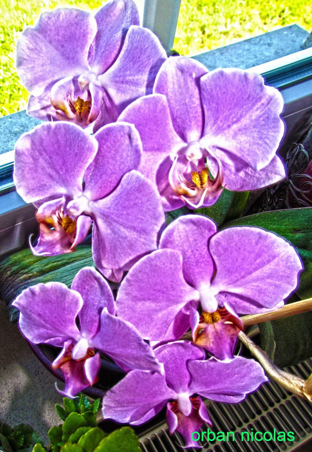 fleurs hdr Img_1939-344019c-3440226